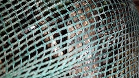 Hành trình bắt rắn đêm rùng rợn của A.Tý | catch the snake night | Bông lúa Miền Tây