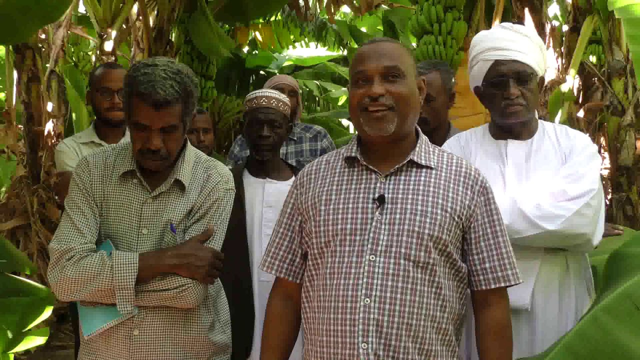 برنامج سنابل من شركة أرامكو الي  مزارع موز ح 5