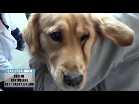 Video: Köpeklerde Sarkoptik Uyuz - Belirtileri Ve Tedavisi