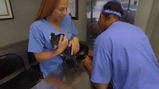 All Creatures Pet Hospital in Gardendale, AL