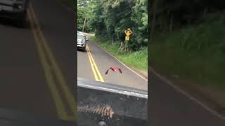 Tropical bird chases boy in the back of pick up truck