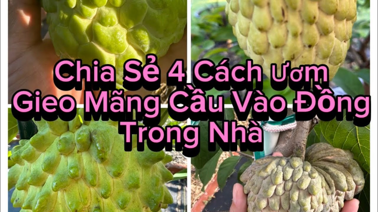 Chia Sẻ 4 Cách Ươm Gieo Hạt Mãng Cầu Trong Nhà Vào Mùa Đông Rất Đơn Giản. How to germinate seeds?