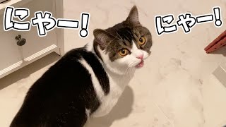 ママとお喋りする親子猫が可愛すぎる…😻