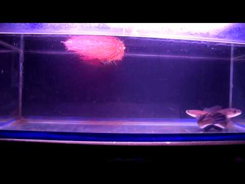 ลักษณะการผสมพันธุ์ของปลาช่อน - Channa striata