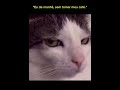 Memes de gato engraçado kkkkkkkkkkk😂😂😂😂😂😂😂😂 #video #videoviral #videos #gato #memes