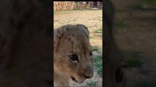 lion cub attacks my dog #animalshorts #lionvsdog #animalfights