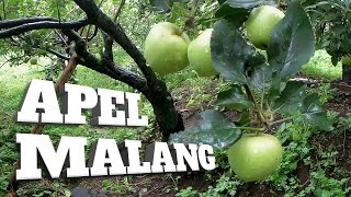 WISATA PETIK APEL MALANG - Explore Batu Malang | Agrowisata