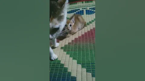 Video 11062881: cat fight funny kitten, kitten cute funny animals
