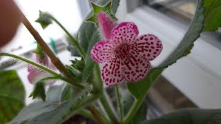 Japon Küpesi Çiçeğ.kohleria Çiçeklerim Açtıı.kohleria Komşu Çatlatan Çiçeği Nin Bakımı Nasıl Olur.