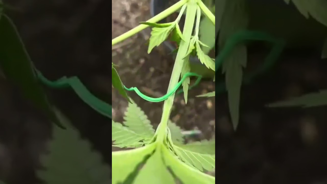 Tying down the Blueberry OG