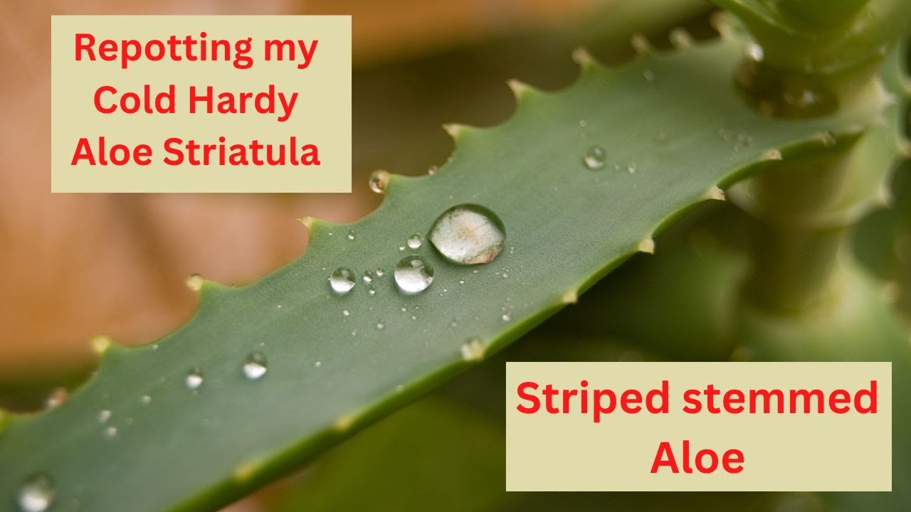 Repotting my Cold Hardy Aloe striatula | striped-stemmed Aloe & Care Tips  #succulents #cactus - YouTube