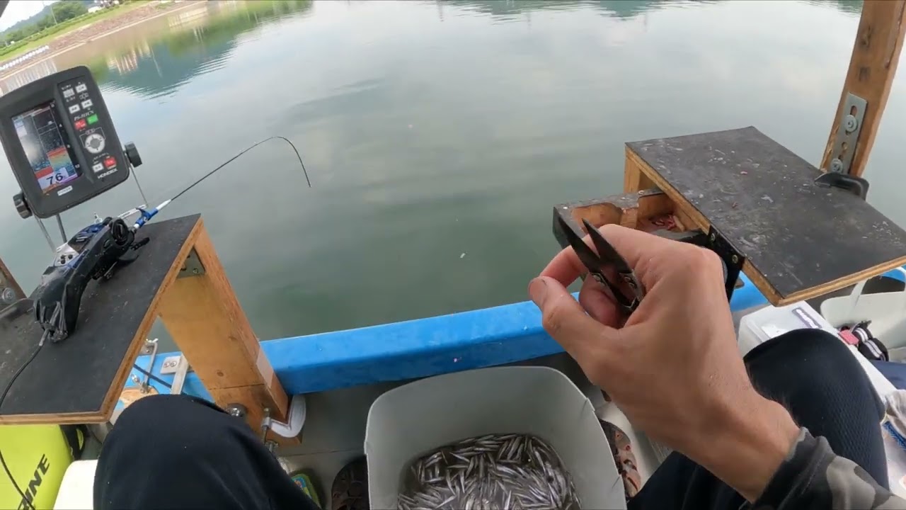 2023.7.19 入鹿池 夏ワカサギ  爆釣10束越え（解説あり）