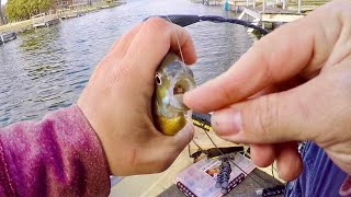 NEW Favorite Soft Plastics for Bluegill Fishing! (B-Y Baits Mega Mudbug)