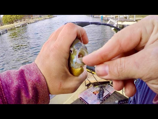 NEW Favorite Soft Plastics for Bluegill Fishing! (B-Y Baits Mega