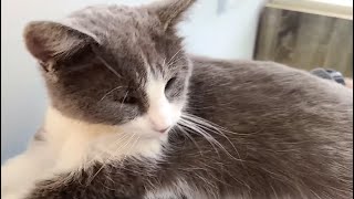 New Mom Cat Arrives to KA 2024-02-24 by will2754 992 views 2 months ago 1 hour, 23 minutes