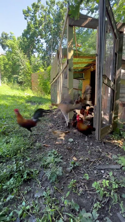 Happy Chickens