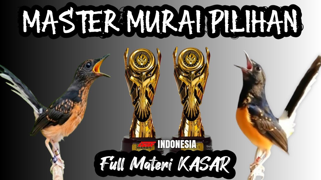 Materi kekinian !! MASTERAN MURAI BATU FULL  ISIAN TEMBAKAN MEWAH‼️