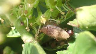 Tawny Cockroach Ectobius Pallidus