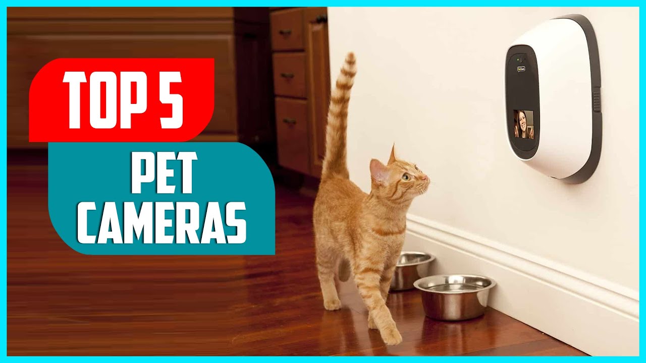 Best Pet Cameras 2023 | Top 5 Best Pet Cameras to Monitor Your Pet's Behavior