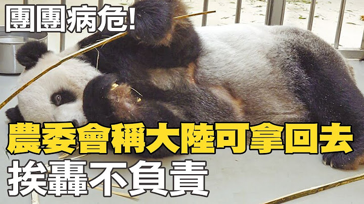 【每日必看】团团病危!农委会称"大陆可拿回去" 挨轰不负责｜团团病重! 陆2猫熊专家将来台 园方:探视非治疗@CtiNews  20221029 - 天天要闻