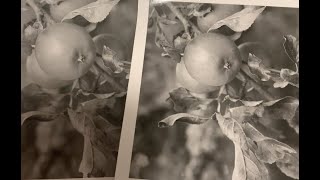 Darkroom Printing Pt4 - Split Grade Printing 101