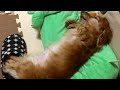 ミニチュアダックスフンド スリッパを履いて寝る犬Dog to sleep wearing a miniature dachshund slippers『ミニチュアダックス3姉妹物語』