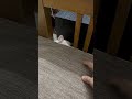 #messi #cat #funnyvideo playtime #kitten