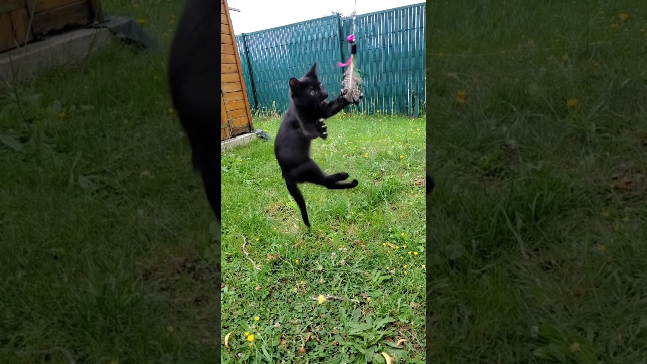 Fierce Mini Panther 😼🦇🐈‍⬛ 