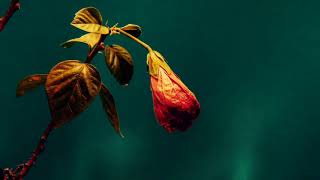 Ed Harcourt - Ascension (Official Audio)