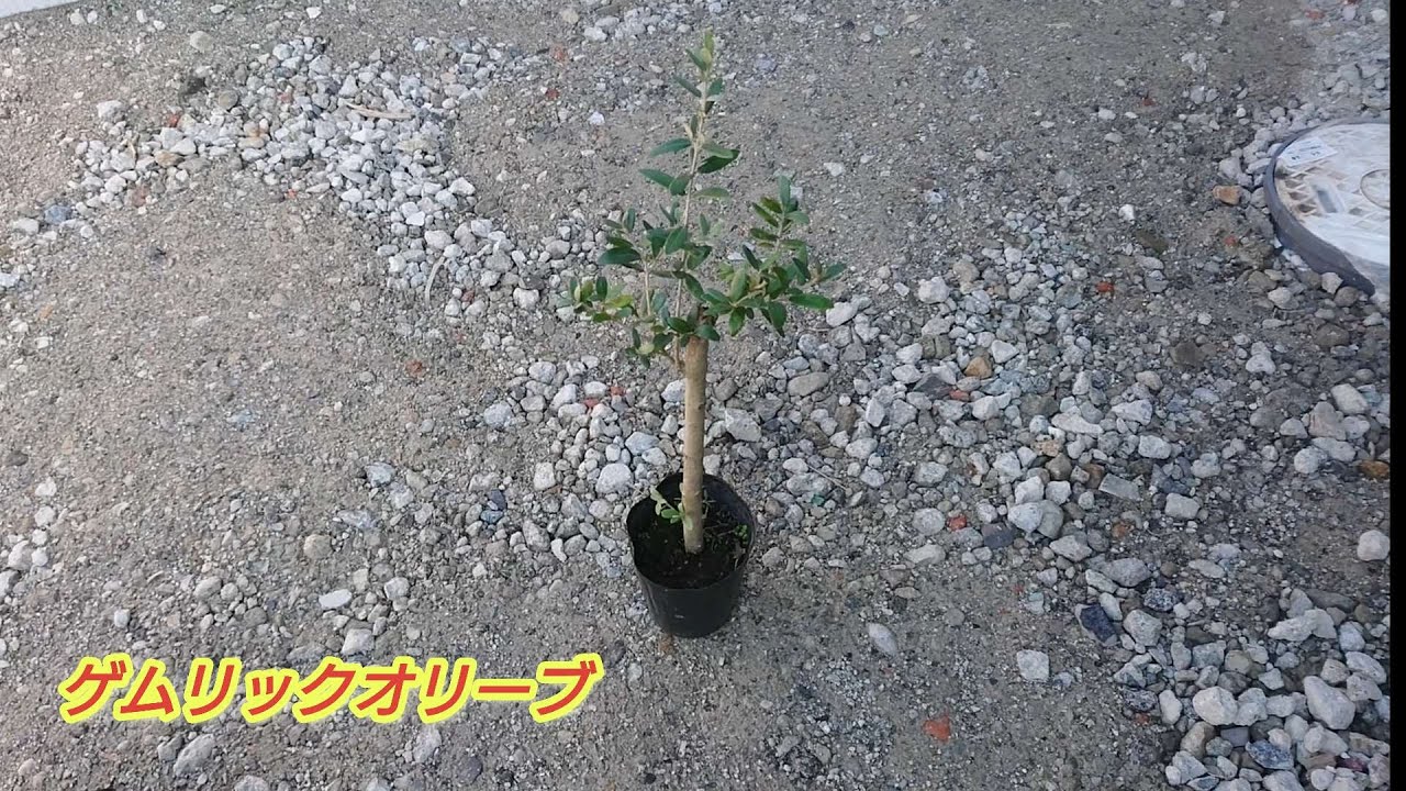 ゲムリックオリーブ】 希少品種のトルコ産オリーブ原種ゲムリック