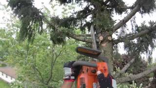 Tipping top out of 50ft pine