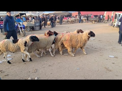 مباشرة من أحد فاس 2 11 2025 أثمنة الخروف الكسابي والحولي والنعجة وخروفة فرجة ممتعة 