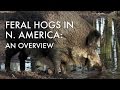 Feral Hogs in North America: An Overview