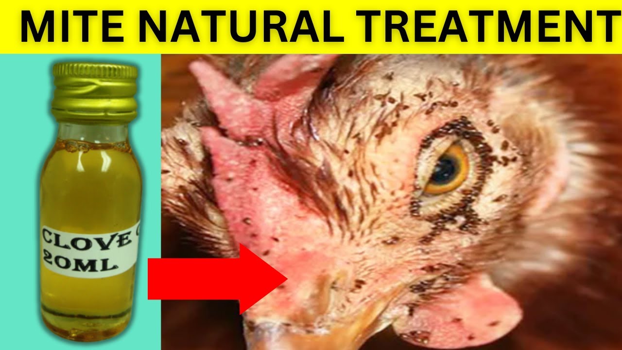 Natural Methods For Eliminating Chicken Mites On Chickens Reference: Eliminate Poultry Mites Using Clove Oil Natural Organic