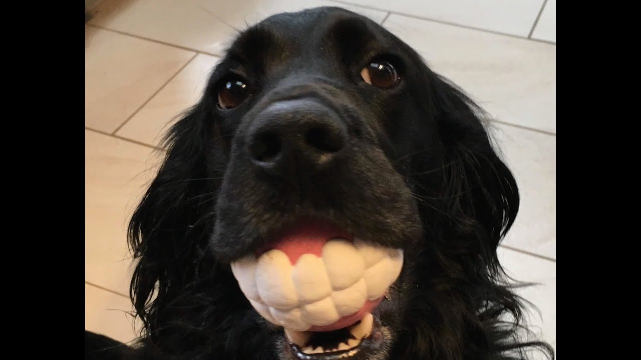 Dog is all Smiles about this Gift - YouTube