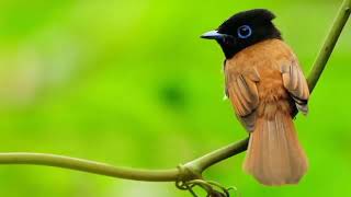 Bird background video no music screenshot 1