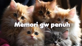 Kumpulan Video Kucing di Galeri Gw