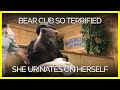 Bear cub apparently so terrified she urinates on herself