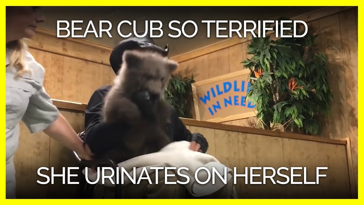 Bear Cub SO TERRIFIED That She Urinates on Herself