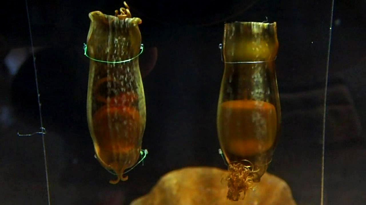 卵の中で動いているトラザメの幼体 しながわ水族館 Baby Cloudy Catshark In The Egg Youtube 卵の中で動いているトラザメの幼体 しながわ水族館 Baby Cloudy Catshark In The Egg Youtube
