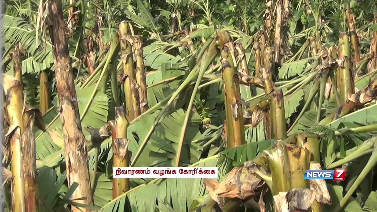 Strong winds and rain damage banana plantations in Metupalayam - YouTube