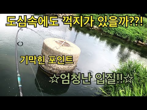 7.16도심하천에도 꺽지가 있을까??? 엄청난 입질.  hunting and fishing!!!