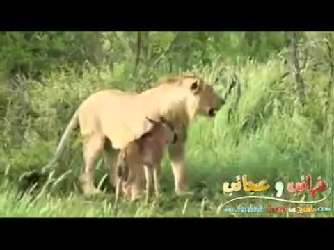 أغرب ما رأت عيني عجب عجاب سبحان الله