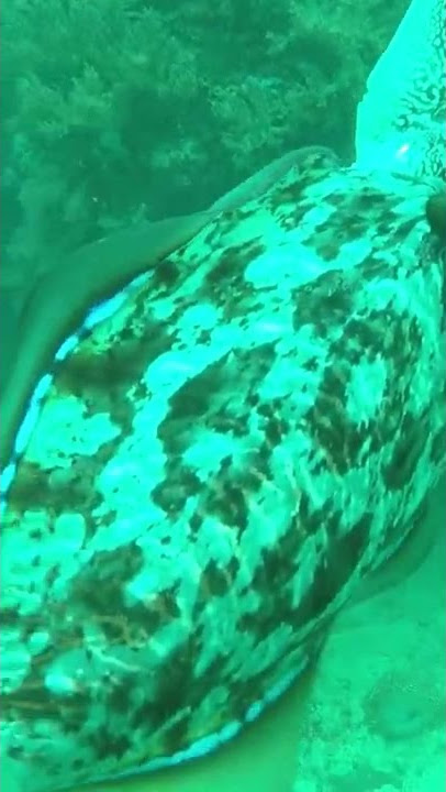 Sotong Jantan Dan betina