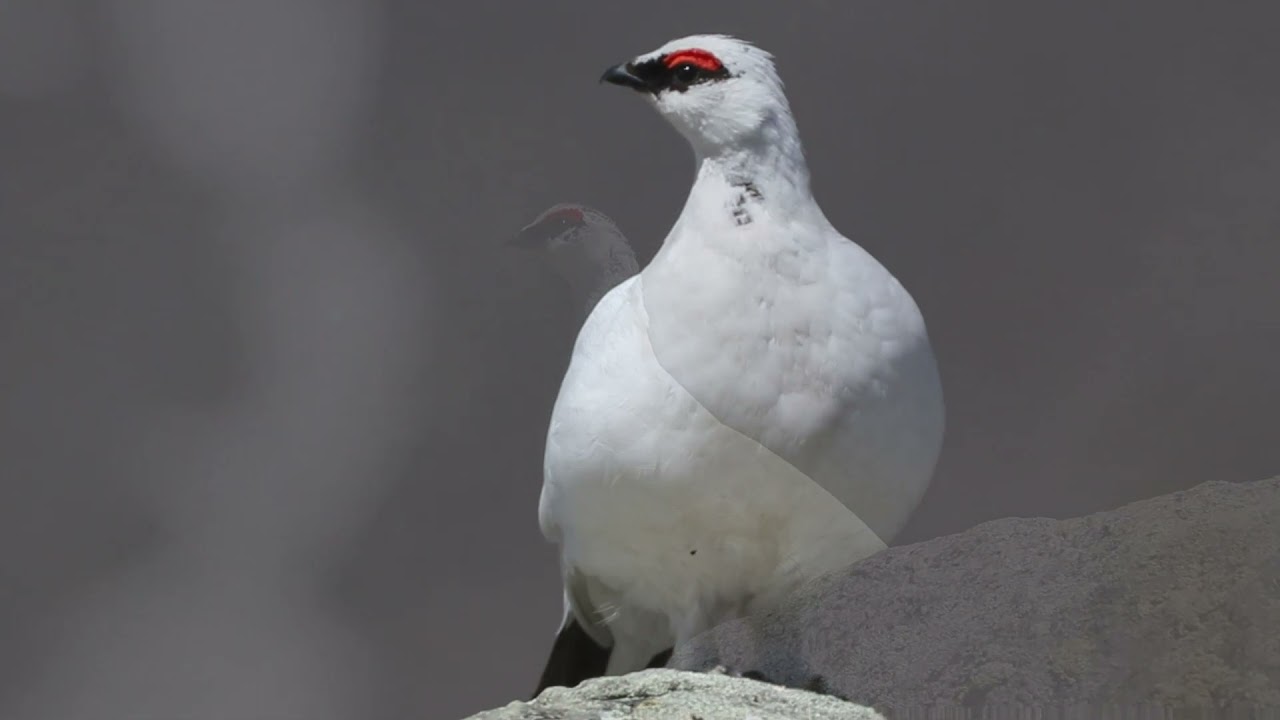 Тундряная куропатка | Rock Ptarmigan | Lagopus mutus nadezdae