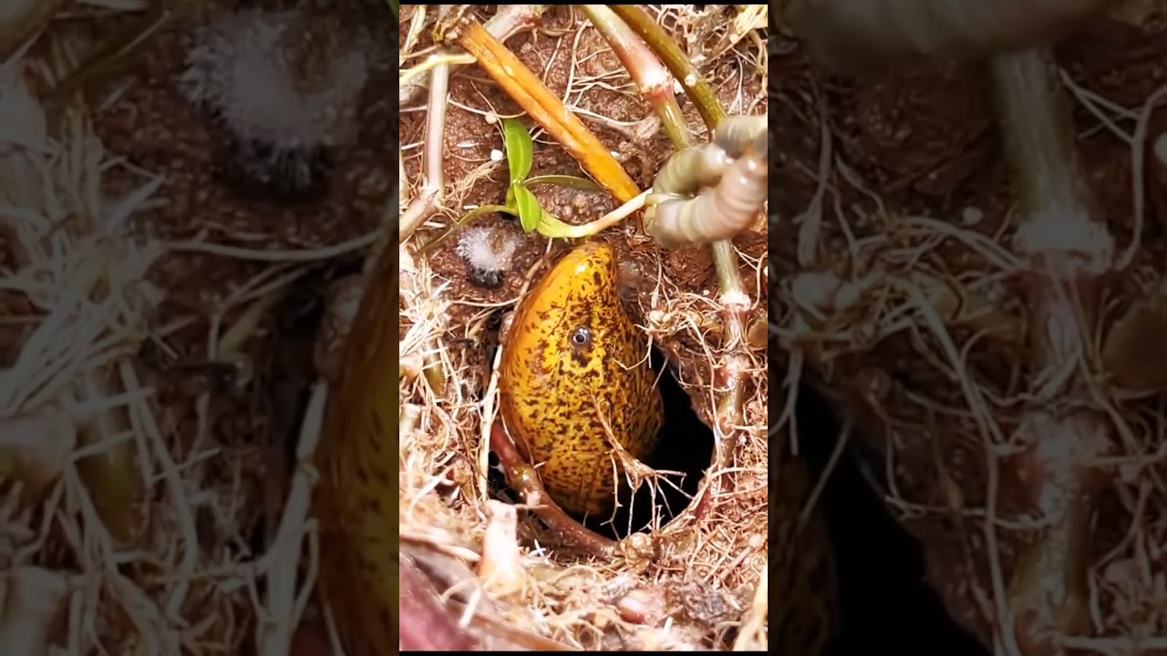 Incredible technique for catching eels in the hole. 
