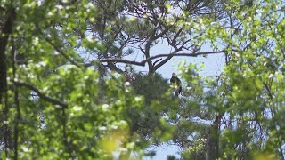 Montgomery County bald eagles have new home after their nest tree was cut down last year