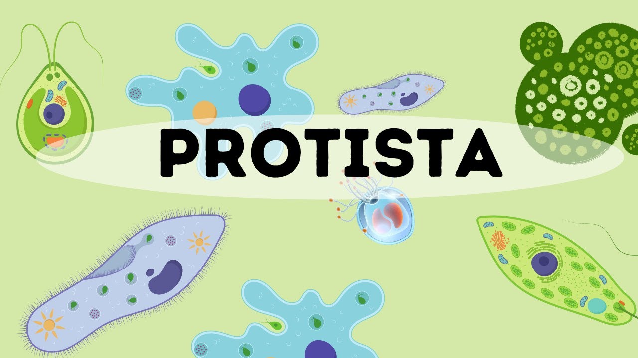 protista examples