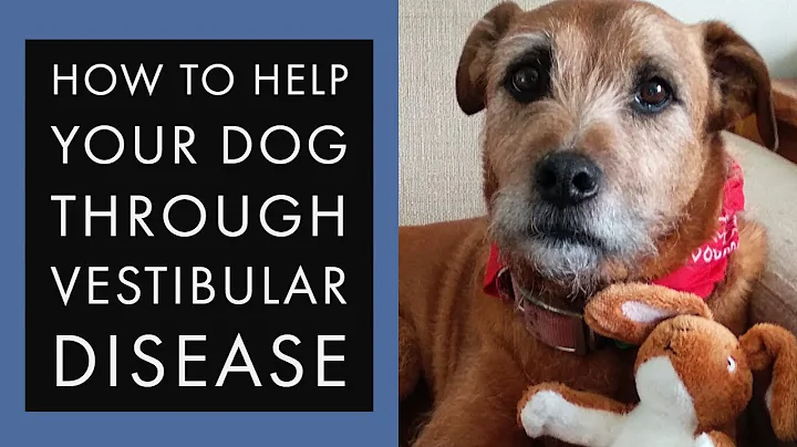 How to help your dog through Vestibular Disease (acute or old dog)