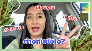 EP. 8 กล้วยเรดฮาวาย - กล้วยเสือพราน - กล้วยป่าด่าง ต่างกันยังไง? แยกยังไง???